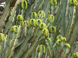 Image result for Euphorbia memoralis