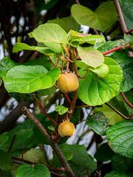 Image result for Actinidiaceae