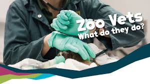 And no, one program isn't superior over another to gain zoo employment. What Does A Zoo Vet Do Meet Our Team Youtube