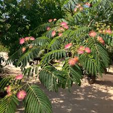 Image result for Albizia glaberrima