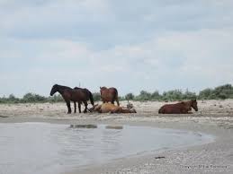 Vedere superba la bratul sf. Romania E Frumoasa 49 Delta Dunarii Vazuta Din Sf Gheorghe Razvan Pascu