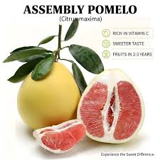 Image result for Citrus maxima