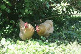 Check spelling or type a new query. How To Chicken Proof Your Garden Modern Farmer