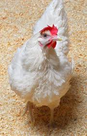 Les formes graves touchent notamment les poules et les dindes, mais les canards et les oies montrent peu de symptômes. Du Poulet Ogm Pour Enrayer La Grippe Aviaire