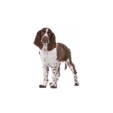Maybe you would like to learn more about one of these? English Springer Spaniel Puppies Petland Racine Wi