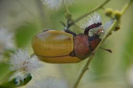 Image result for Bystiscus betulae grapevine
