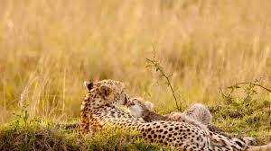 Animals Nature Wildlife Cheetahs Baby Animals Wallpapers Hd Desktop And Mobile Backgrounds Find the best free stock images about wildlife. animals nature wildlife cheetahs