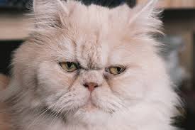 Will be ready to leave from the 28th august after two vet health checks and second vaccine has been completed. All About Persian Cats Cost Personality Shedding More
