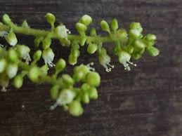 Image result for Allophylus rubifolius