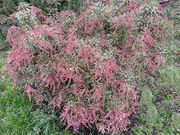 Image result for Pieris japonský little heath obrázek