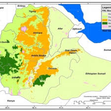 Image result for Oldeania alpina