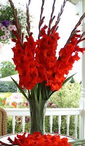 Glorious Gladiolus Anniversary Flowers 40th Wedding Anniversary Party Ideas 40th Anniversary Party