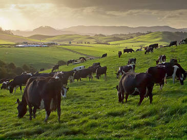 High payouts fuel tier-one dairy property investments, generada por IA