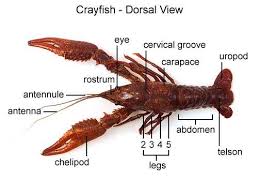 Identify the external features and describe their function/location: Crayfish Dissection Crayfish Dissection Biology