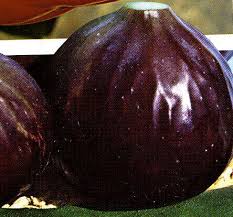 Risultati immagini per fico brogiotto