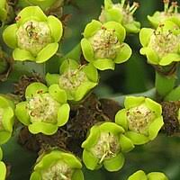 Image result for Euphorbia pseudopetiolata