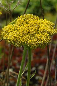 We have just launched a retail shop online so anyone in london can purchase the arrangements. Achillea Gold Plate Knoll Gardens Ornamental Grasses And Flowering Perennials