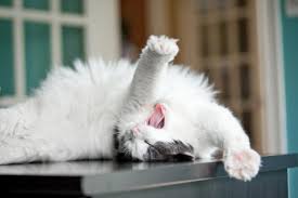 Tons and tons of funny pictures of cats just being cats! Cat Videos Is Watching Them Good For You Reader S Digest