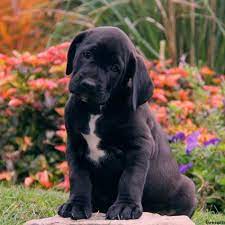 Boxador Puppies For Sale Boxador Dog Breed Info Greenfield Puppies In 2020 Dog Breed Info Boxador Puppies Boxador Puppies For Sale