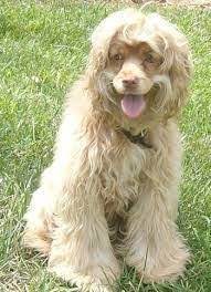Our beautiful maltese x named molly. American Cocker Spaniel Maltese Mix American Cocker Spaniel Domestic Dog Dogs