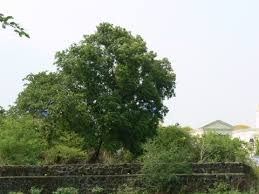 Image result for Acacia auriculiformis
