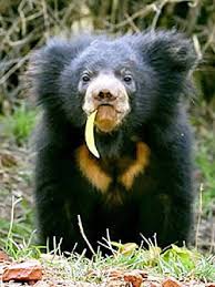 Baby Sun Bear Sloth Bear Bear Indian Sloth Bear