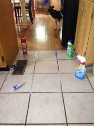 Perfect Mopping Tile Floors With Bleach And Description In 2020 Floor Grout Cleaner Grout Cleaning Diy Floor Grout