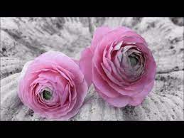 Ranuncula Sugar Flower Tutorial Sugar Flowers Tutorial Gum Paste Flowers Tutorials Sugar Flowers