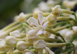 Image result for Tarenna