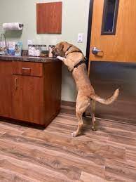 Winter park veterinary hospital is proud to be family owned. Companion Care Pet Hospital 2069 Aloma Ave Winter Park Fl Veterinarians Mapquest