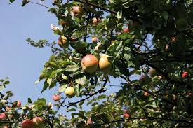 L'officier d'état civil y inscrit au fur et à mesure les déclarations des décès survenus dans la commune. Jus De Pomme Nos Vergers Ont Du Talent Le Monde De L Epicerie Fine