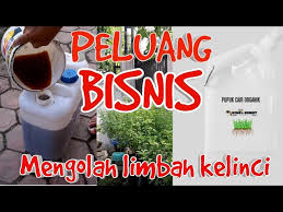 Read more mengolah kjing : Peluang Bisnis Mengolah Limbah Kelinci Youtube