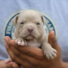 Our apbt's compete in many different canine sporting events all across the world. Red Nose Pitbull Puppies For Sale Baby Pitbulls For Sale Pitbull Puppies Pitbull Puppies For Sale Red Nose Pitbull Puppies