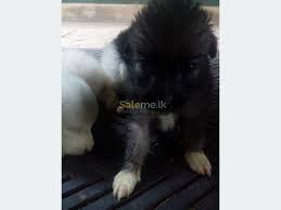 We did not find results for: Pets Pomeranian Puppys For Sale In Ja Ela Saleme Lk