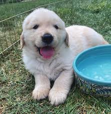 40317 Helping Paws Annual Report5-hi-res v2