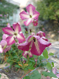 Check spelling or type a new query. Clematis Pruning The Early Years Scott Arboretum