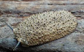 Image result for Sericanthe chimanimaniensis