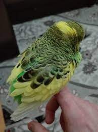 muhabbet kusu titremesi neden olur hakkinda bilgi