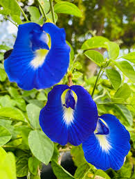 Image result for Clitoria