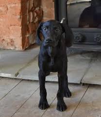 Black German Shorthaired Pointer German Shorthaired Pointer Dog Gsp Puppies German Shorthaired Pointer