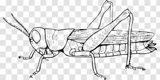 Download transparent grasshopper png for free on pngkey.com. Grasshopper Clip Art Illustration Painted Black Cartoon Transparent Png