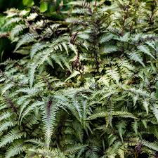 Image result for Isopyrum nipponicum