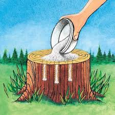 Each of these 6 common techniques is easy even if you've never worked on a tree stump before. Epsom Salt Formula For Stump Removal Greenway Biotech Inc
