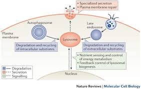 We did not find results for: Signals From The Lysosome A Control Centre For Cellular Clearance And Energy Metabolism Nature Reviews Molecular Cell Biology