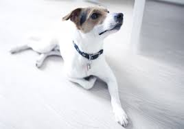 Dermal (affecting the skin), subcutaneous (affecting the layer underneath the skin), and visceral (affecting internal organs). How Hemangiosarcoma Impacts Dogs Health Texvetpets