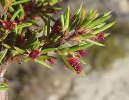 Image result for Cliffortia