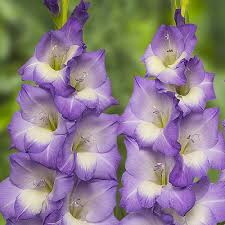 images?q=tbn:ANd9GcT71CFZ6t8vThaZvzbxK5w
