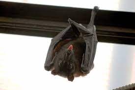 Companies will initiate inspections prior to providing you estimates regarding your situation. Cost To Remove Bats Bat Removal Prices