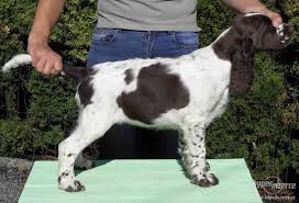 Image result for anglický špringršpaněl