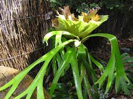 Explore more searches like pokok tanduk rusa. Deer S Horn Pokok Tanduk Rusa Plants Deer Horn Deer
